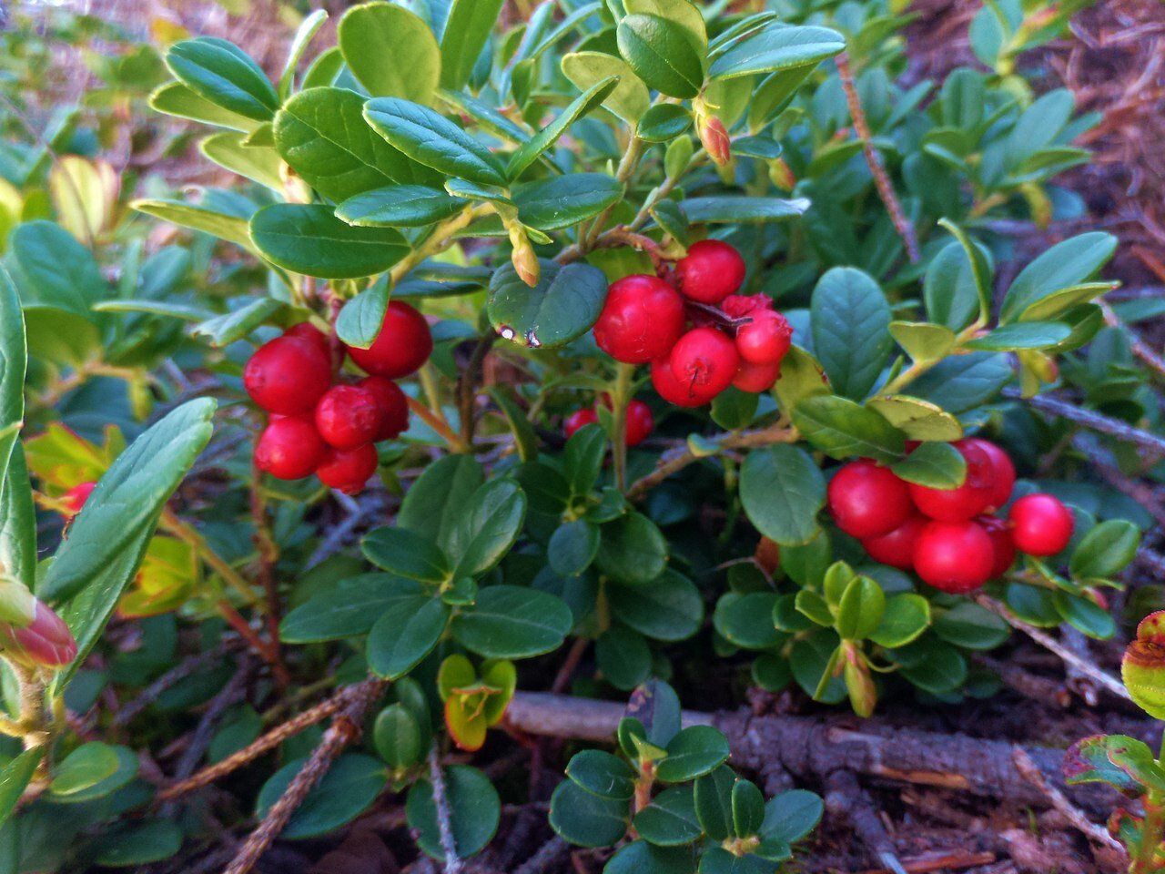 Гостевой дом Самая Ладога Приозерск-193