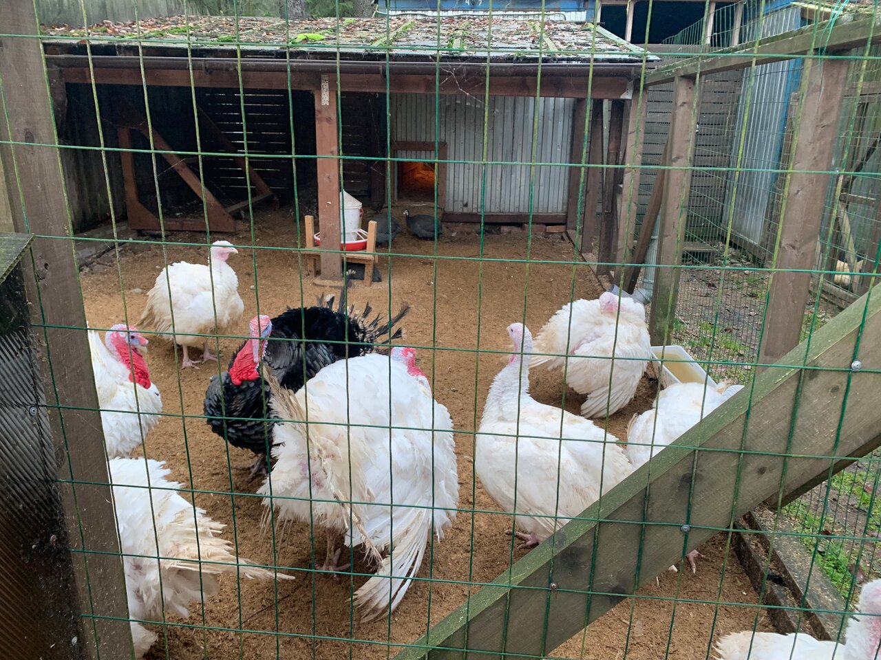 Гостевой дом Самая Ладога Приозерск-95