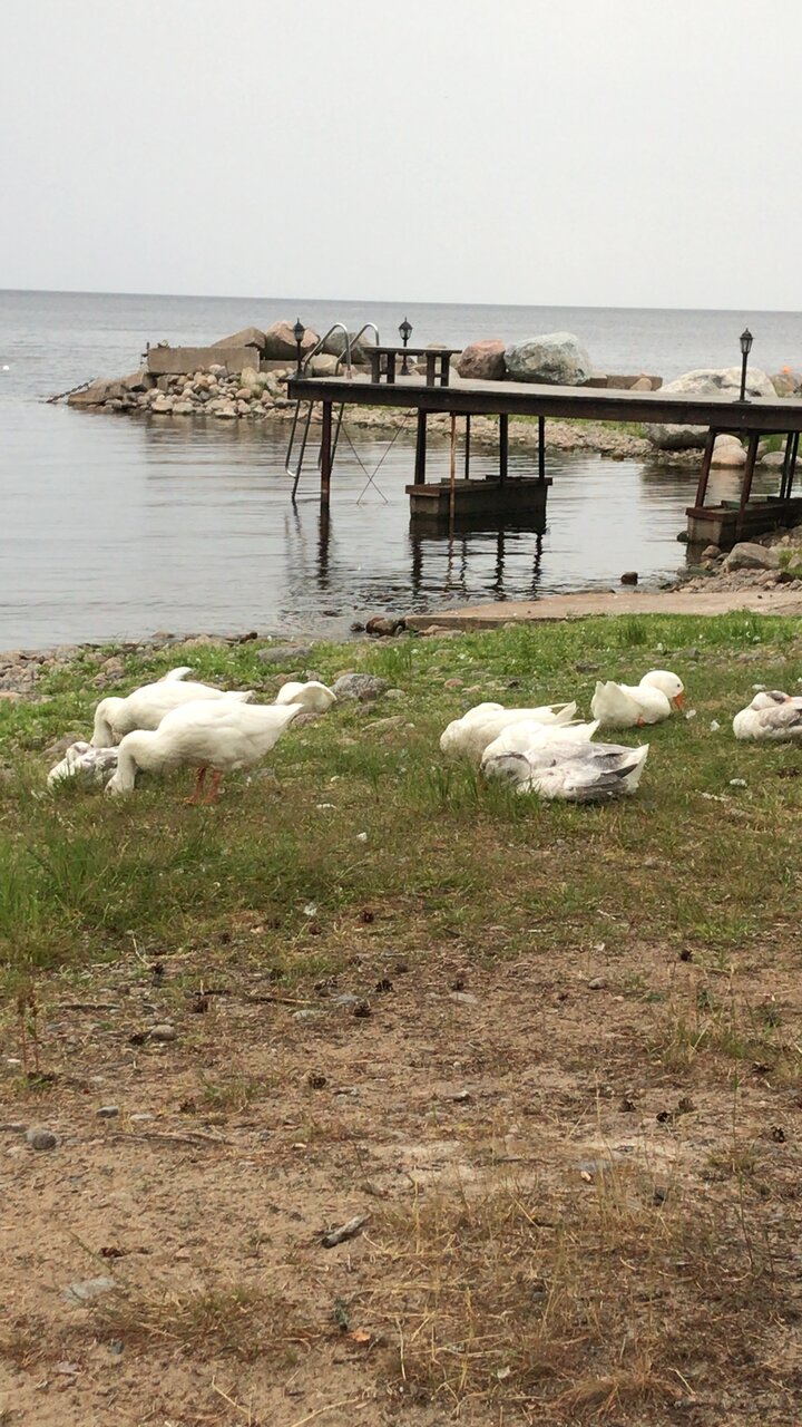 Гостевой дом Самая Ладога Приозерск-148