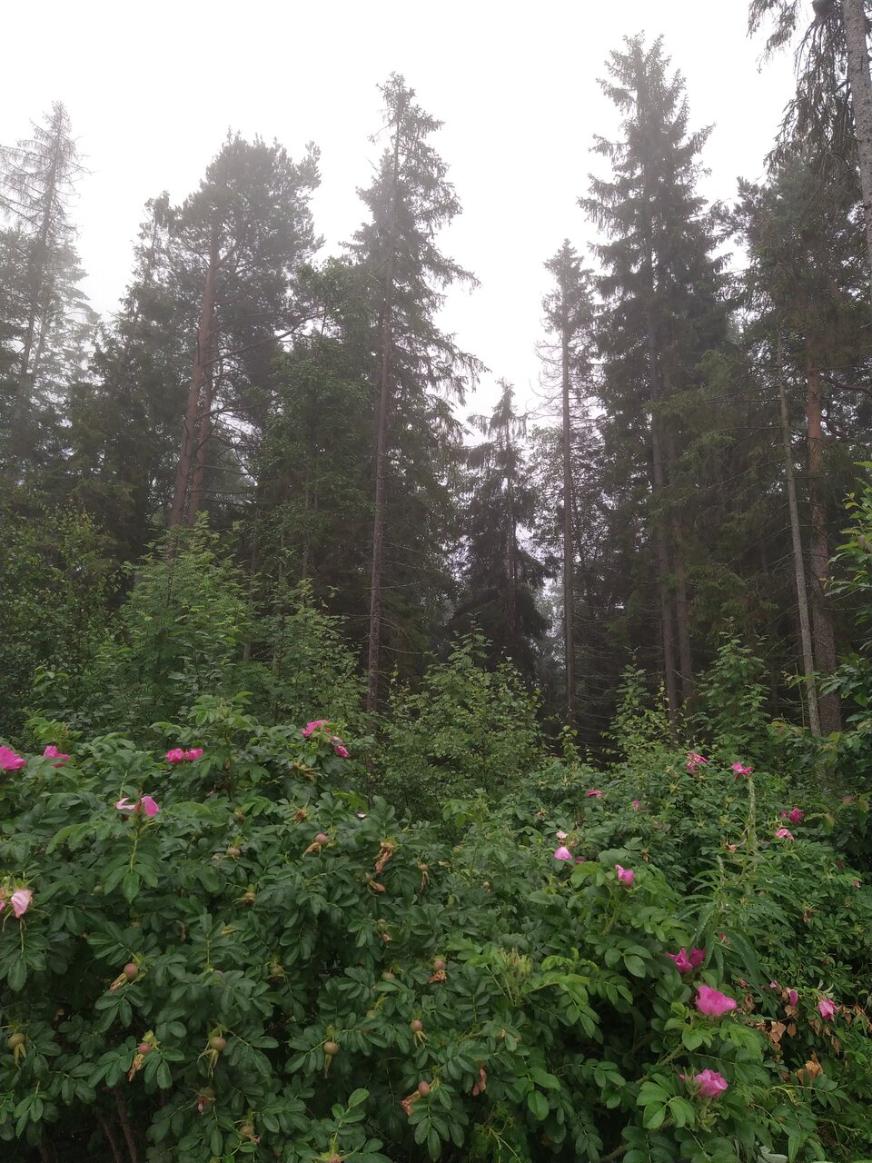 Гостевой дом Самая Ладога Приозерск-250