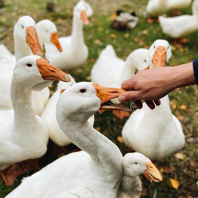 Гостевой дом Самая Ладога Приозерск-191