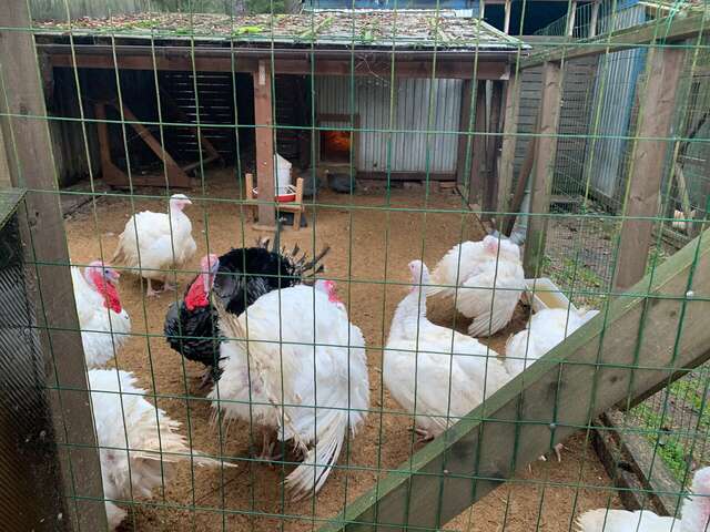 Гостевой дом Самая Ладога Приозерск-94