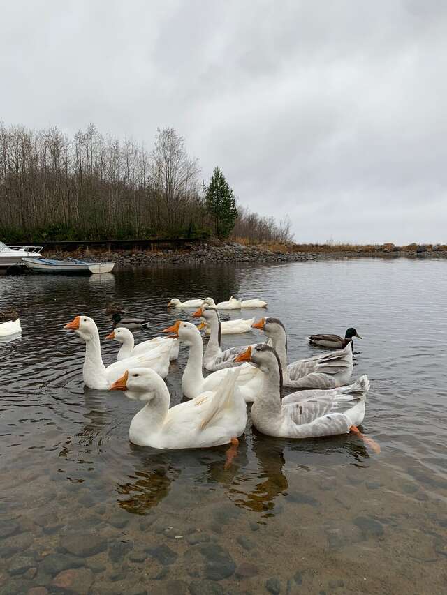 Гостевой дом Самая Ладога Приозерск-69