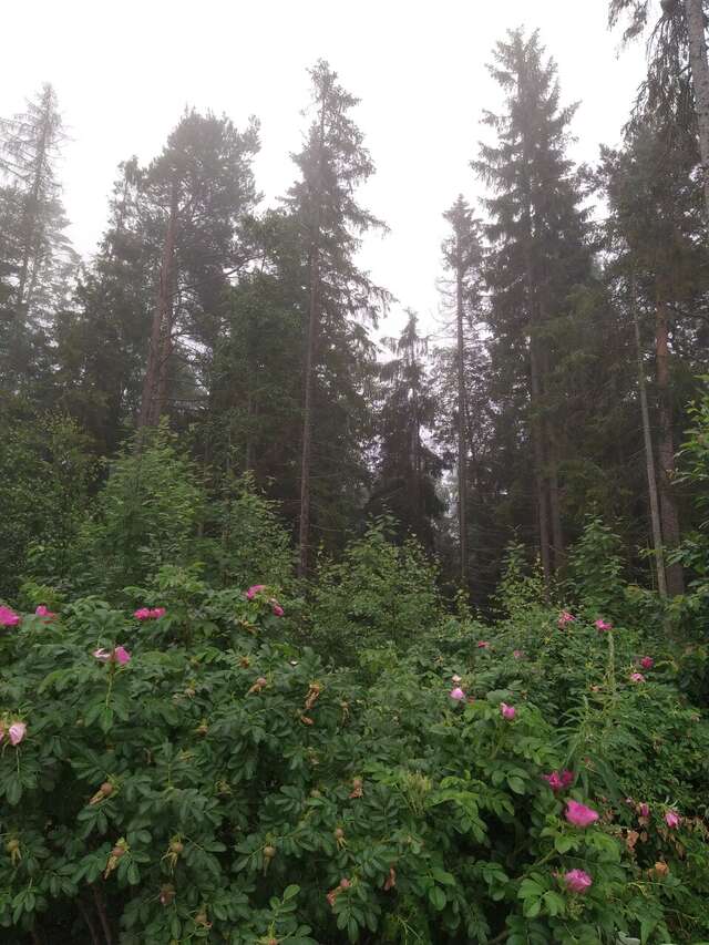 Гостевой дом Самая Ладога Приозерск-249