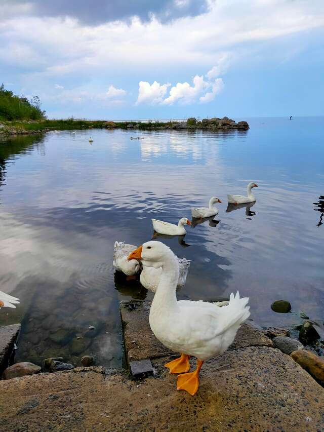 Гостевой дом Самая Ладога Приозерск-95